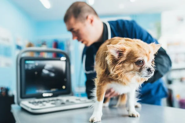 Cachorro no veterinário