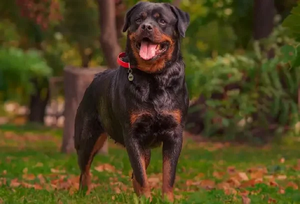 Cachorro Doberman ou rottweiler - metropoles