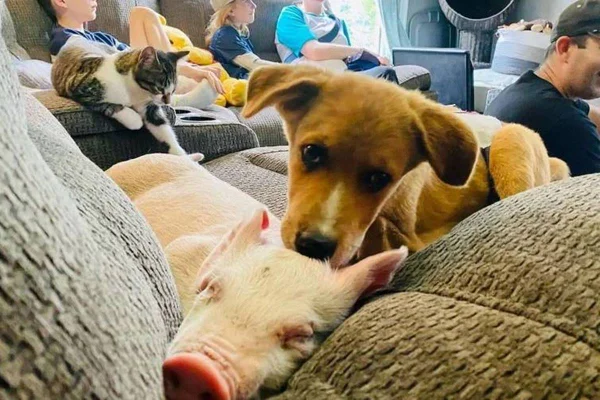 Cachorra e porquinha