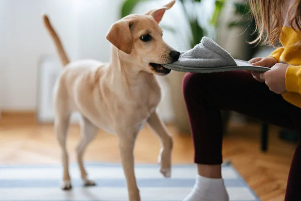 Imagem colorida de cachorro mordendo pantufa