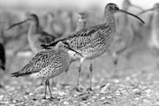 Um dos últimos maçaricos-de-bico-fino, fotografado por Michel Brosselin em 15 de fevereiro de 1968 em Vendée, França