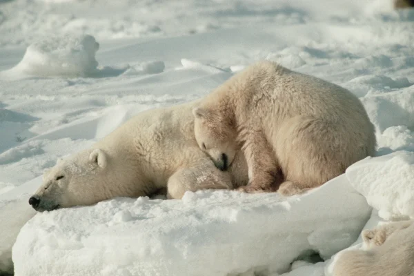 Foto colorida de dois ursos polares hibernando em inverno extremo - Por que alguns animais hibernam e como sobrevivem ao frio extremo - Metrópoles