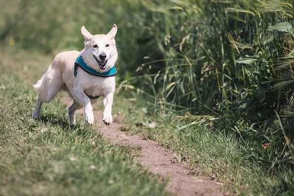 Veterinária dá 6 dicas para tutores se exercitarem com os cães
