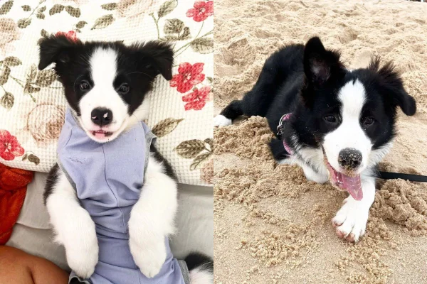 Imagem colorida de cadela border collie com são bernardo