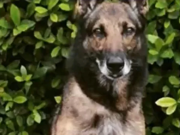 Foto colorida do cachorro Elmo, de 8 anos - Metrópoles
