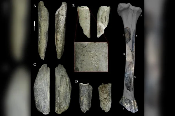 Foto de alguns ossos de leão-da-caverna encontrado em uma escavação. - Metrópoles.