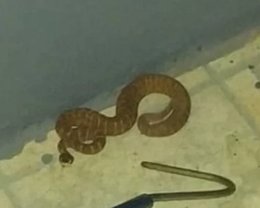 Jararaca capturada em Sobradinho