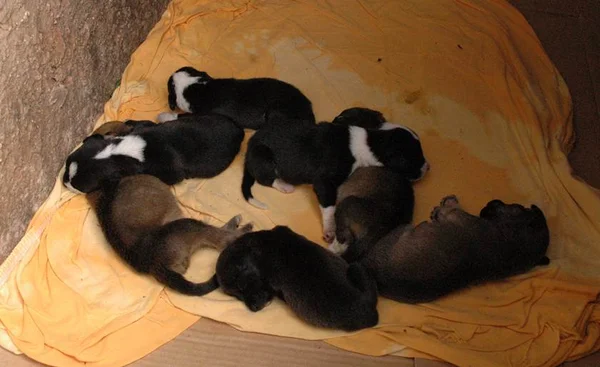 Oito cachorrinhos do Riacho Fundo II procuram um lar