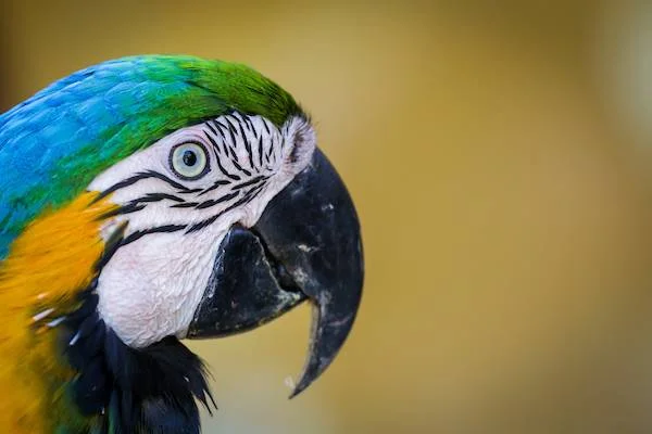 Arara com detalhes em verde, branco, azul e preto