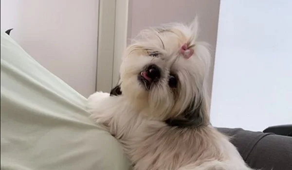Em foto colorida cachorrinha branca olha para a câmera - Metrópoles