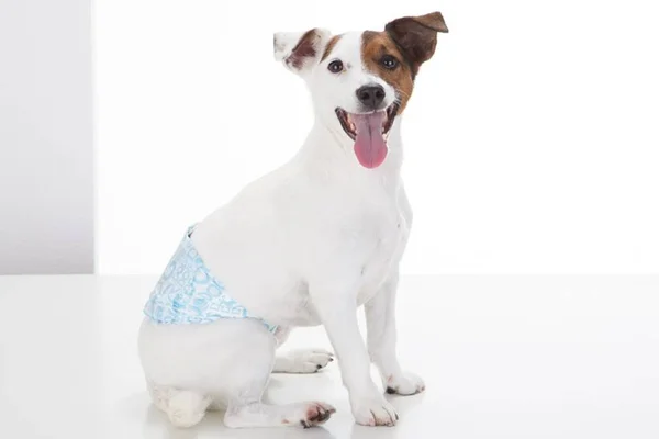 Fraldas para pets é a nova solução para o xixi “fora do lugar”