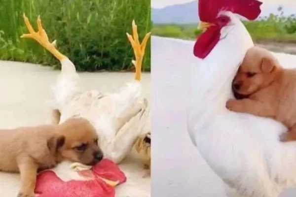 Galo e cachorro