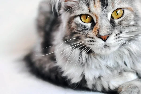 Gato bate recorde mundial com rabo de 44,66 centímetros