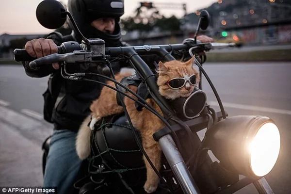 Ele é carioca… Gatinho motoqueiro viraliza internacionalmente