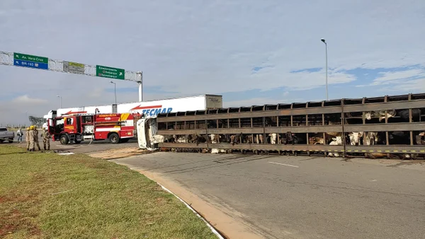 goias carreta com bois tomba em goiania