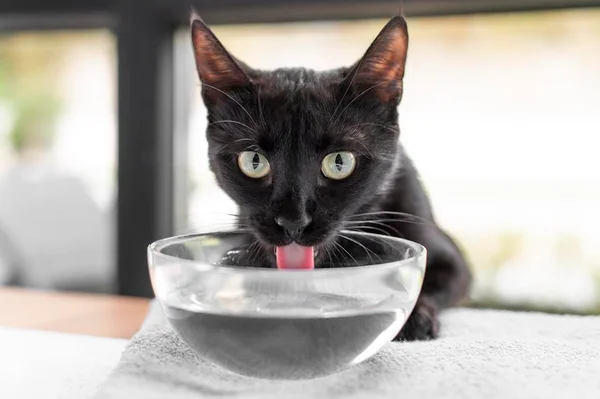 Na foto, gato de pelagem preta bebendo água - Metrópoles