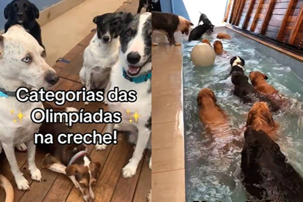 Creche de cachorro realiza "olimpíadas" com modalidades hilárias - Metrópoles