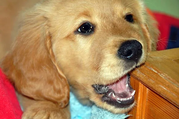 Cinco coisas que os cães adoram roer mas não deveriam