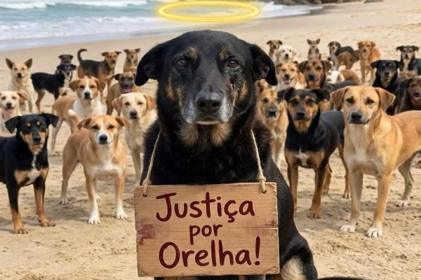 Nas redes sociais, Orelha é homenageada por internautas