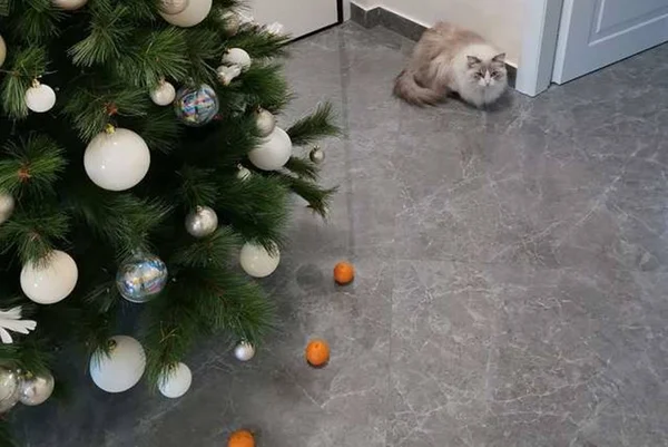 Mulher protege a árvore de Natal de seu gato com item inusitado