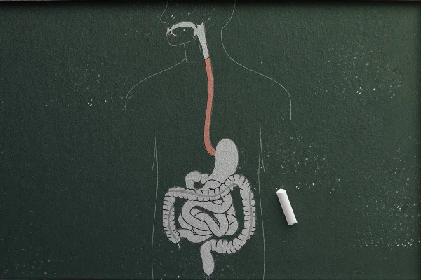 Ilustração em quadro de giz mostra os órgãos do sistema digestivo - Metrópoles