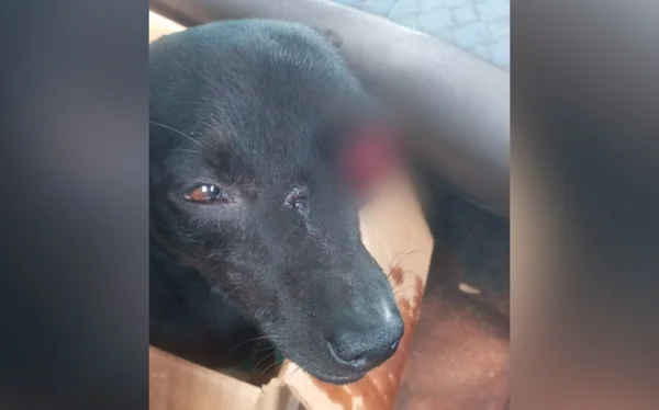 goias vereador atira contra cachorro