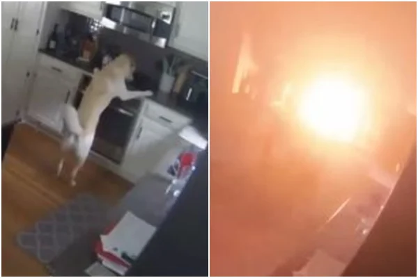 cachorro provoca incendio3