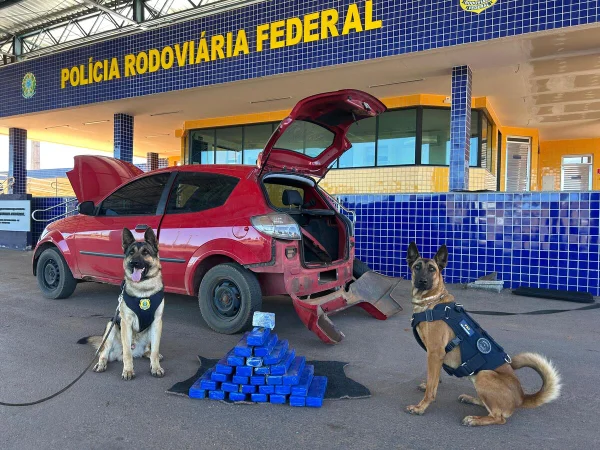 cães farejadores- maconha