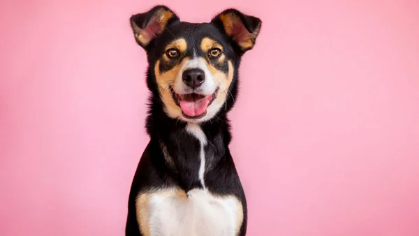 Cachorro com língua para fora em fundo rosa
