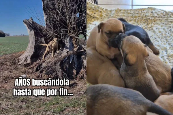 foto colorida vira-lata encontrada depois de anos no mato