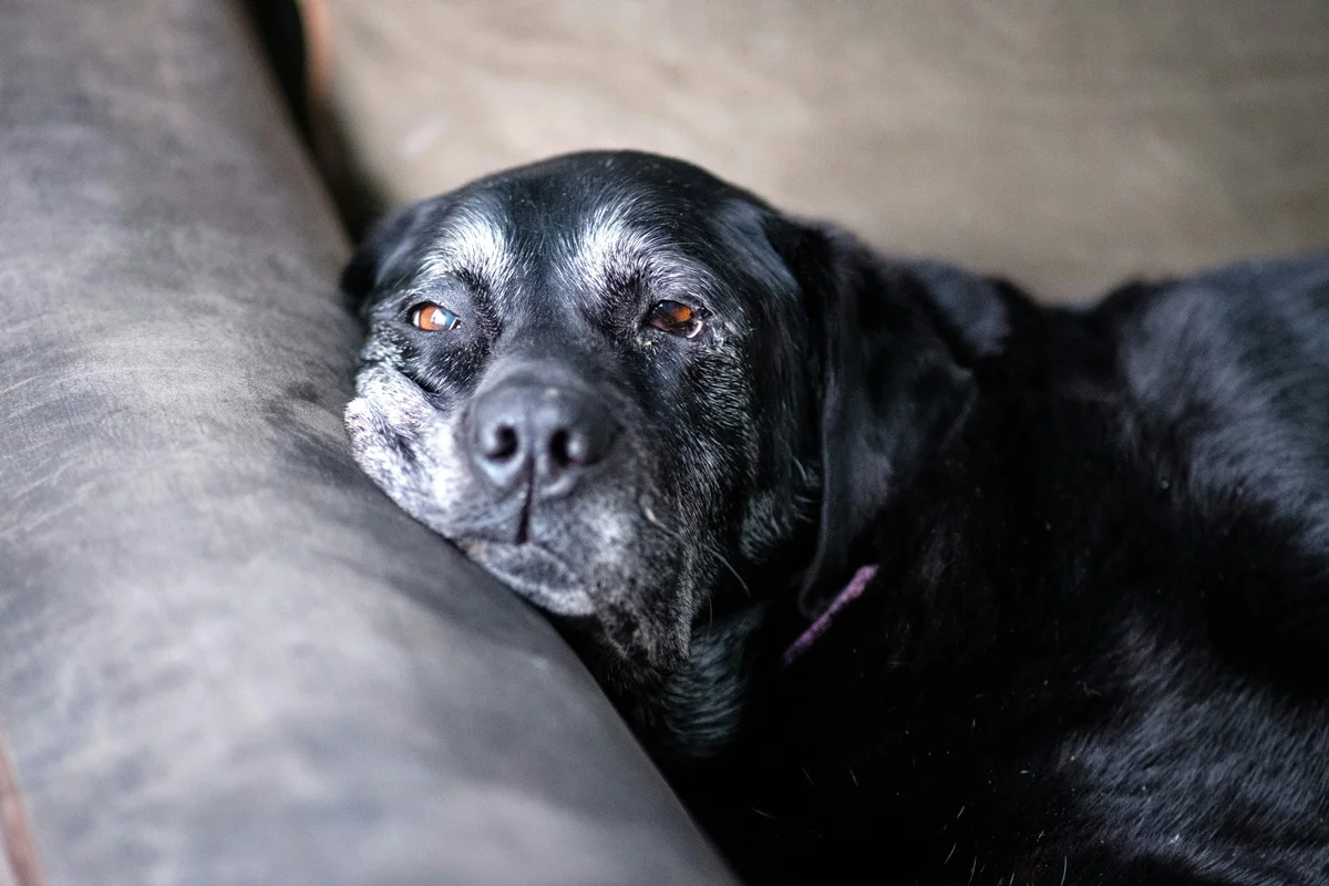 Passada curta nas patas dianteiras: novo sinal de demência em cães idosos