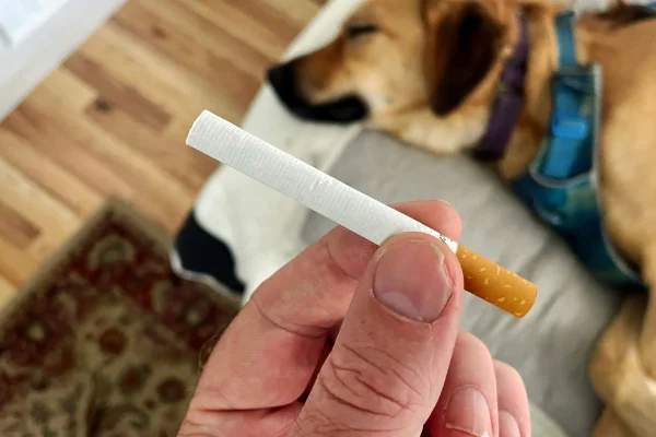 foto colorida cachorro e cigarro