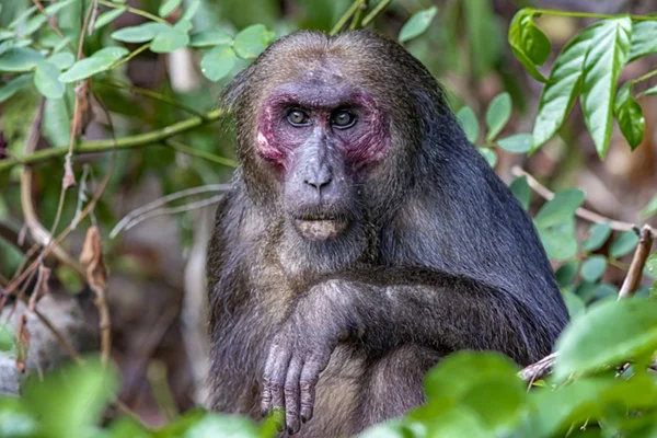 Até 2050, 90% dos animais terrestres podem perder seu habitat natural
