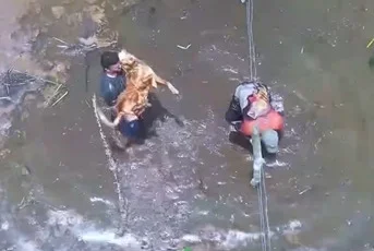 Imagem aérea de homens dentro de área de mata coberta de água; um deles carrega um cão - Metrópoles