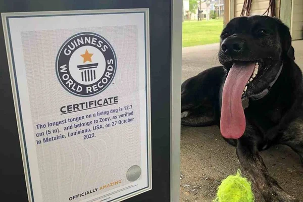 Na foto, um cachorro com língua para fora posa para a câmera - Metrópoles
