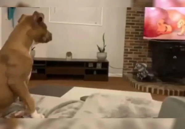 Filhote tem reação incrível ao assistir morte de Mufasa em O Rei Leão