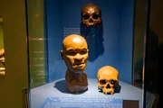 Cópia do crânio e reconstituição da face de Luzia, um dos mais antigos registros de humanos já encontrados nas Américas, datado de aproximadamente 11 mil anos Cópia do crânio e reconstituição da face de Luzia, um dos mais antigos registros de humanos já encontrados nas Américas, datado de aproximadamente 11 mil anos