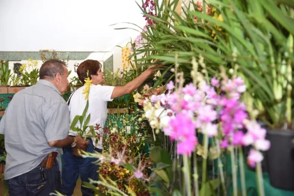goias exposição de orquídeas
