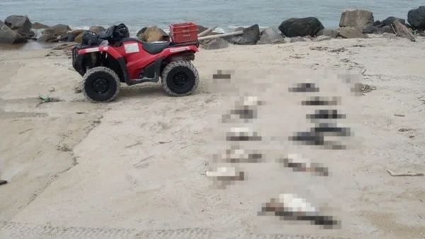 Fotografia colorida de pinguins encontrados mortos em praias de Santa Catarina após passagem de ciclone