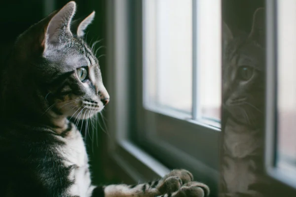 Imagem colorida de gato olha pela janela