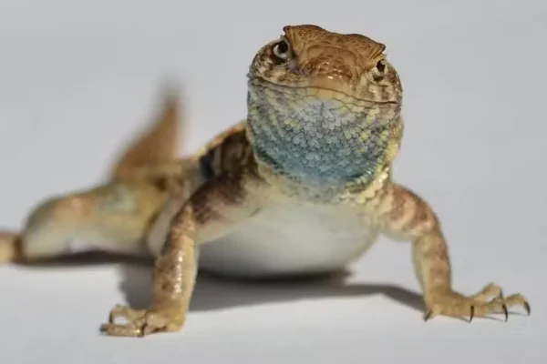 Um lagarto macho da espécie lagarto-de-manchas-laterais, identificado pela mancha escura no flanco, exibe a garganta azul. Metrópoles