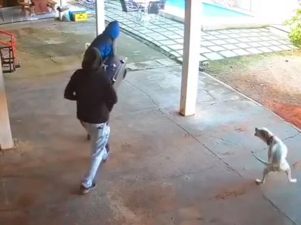 criminosos-caem-piscina-roubo-cofre-metropoles