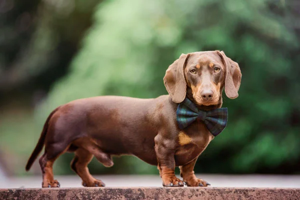 Foto colorida de um cachorro da raça dachshund - Metrópoles