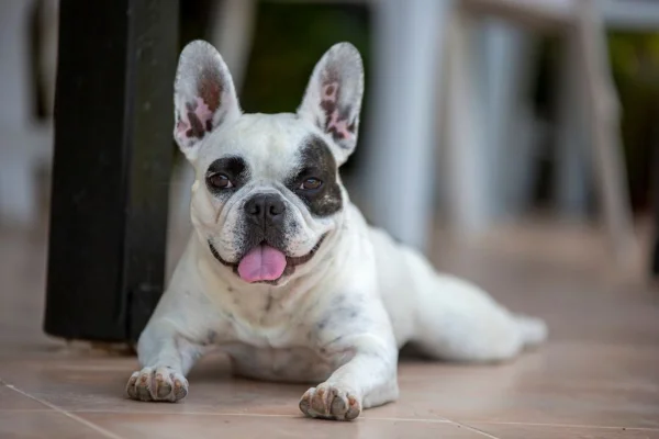 TJMG decide que cachorro dado de presente deve ficar com ex-mulher
