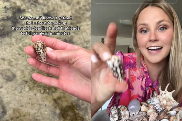 Tiktoker viraliza ao pegar concha venenosa sem saber em praia do Japão