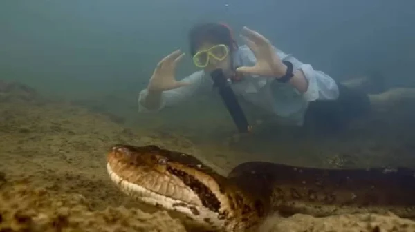 imagem colorida sucuri gigante amazonia