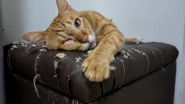 Gato deitado em um sofá arranhado por ele