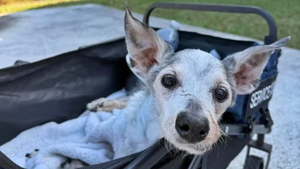 Foto colorida de cão idoso em carrinho