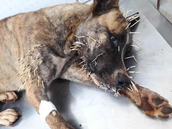 goias cachorra atacada ouriço