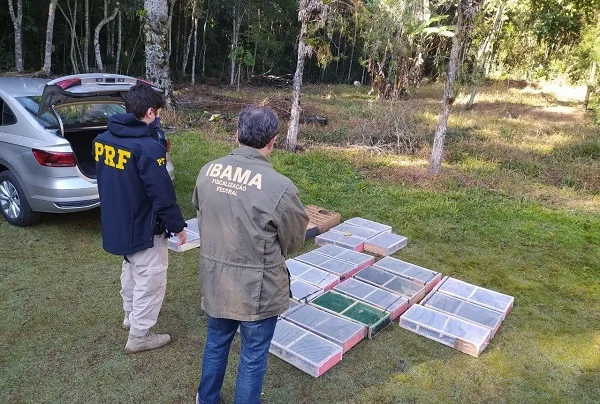 PRF resgata mais de 500 pássaros e prende 6 pessoas em operação no RJ